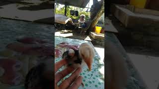 Anak Ayam Pakoy Durian D24 Umur 28 Hari,,Super Jumbo..