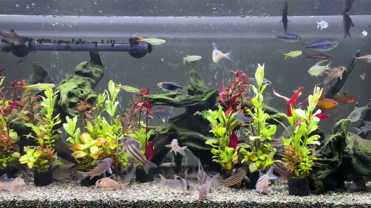 Relaxing Aquarium 1661 / 熱帯魚50種混泳水槽 アクアリウム 4K