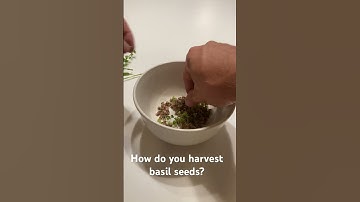 How to harvest basil seeds. Do you have a better way?