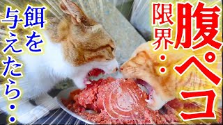 過酷な環境で生きる超腹ペコな野良猫に餌を与えると・・・