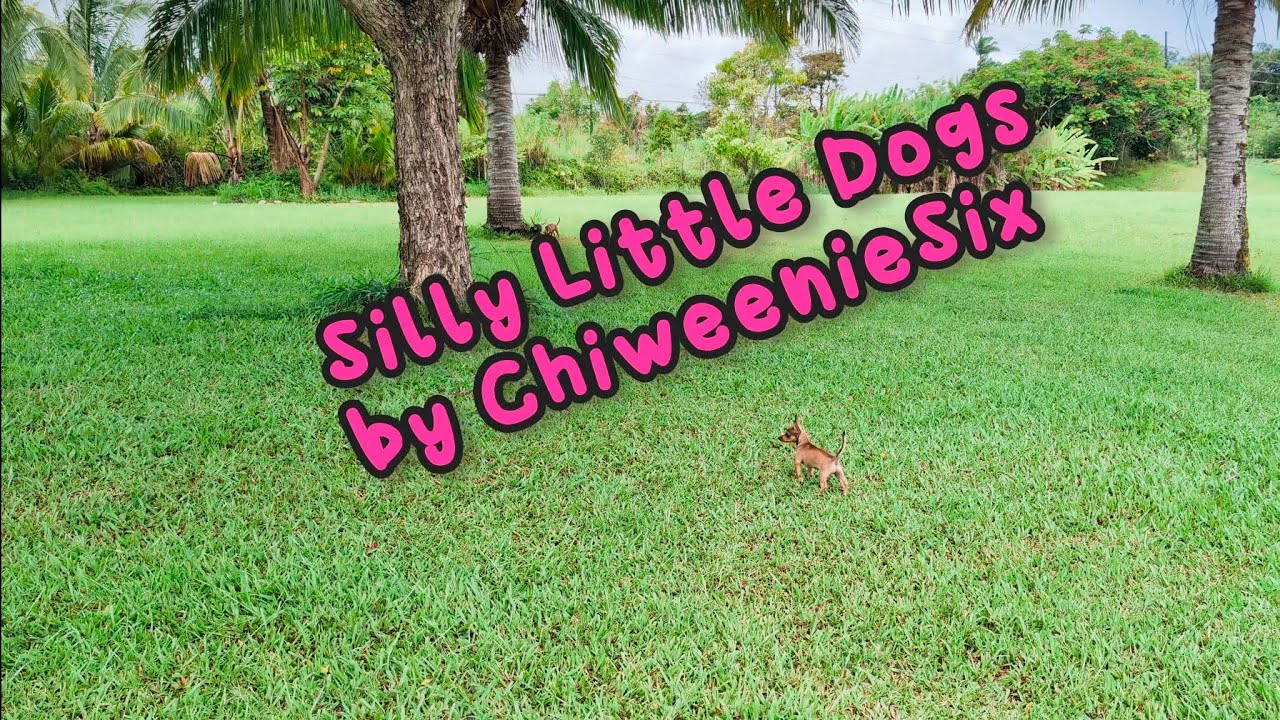 Silly Little Dogs in 4k video - by ChiweenieSix 