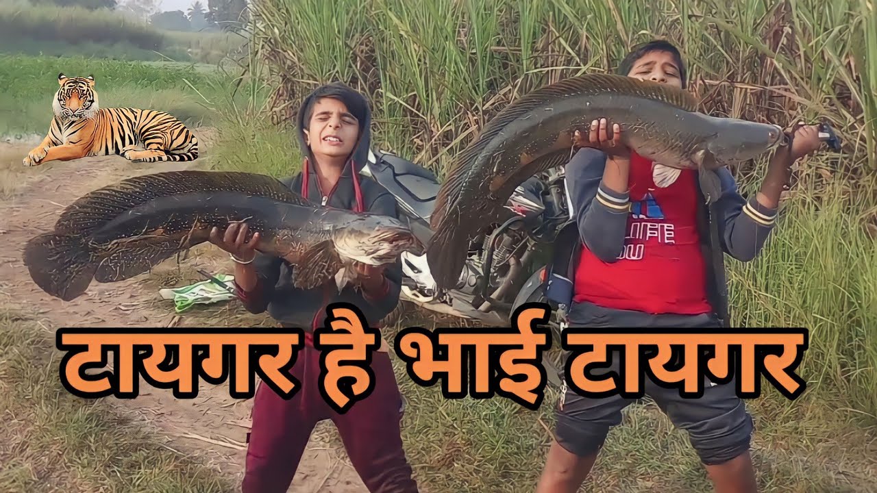 Record Size River Monsters Giant Tiger Snakehead Fish India | kr fish hunter