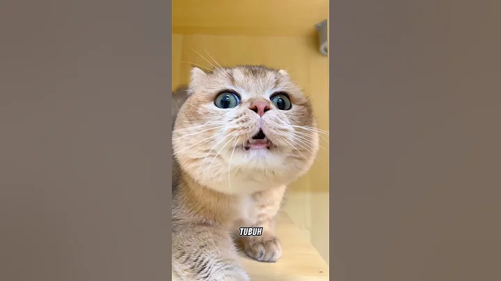 Watch the video about Fakta kucing shorthair golden ❗ #kucing #cat #kucinglucu