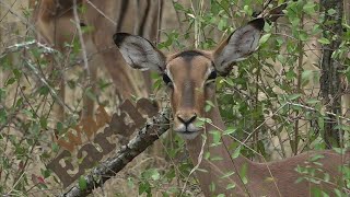 WildEarth - Sunset Safari - 23 July 2020