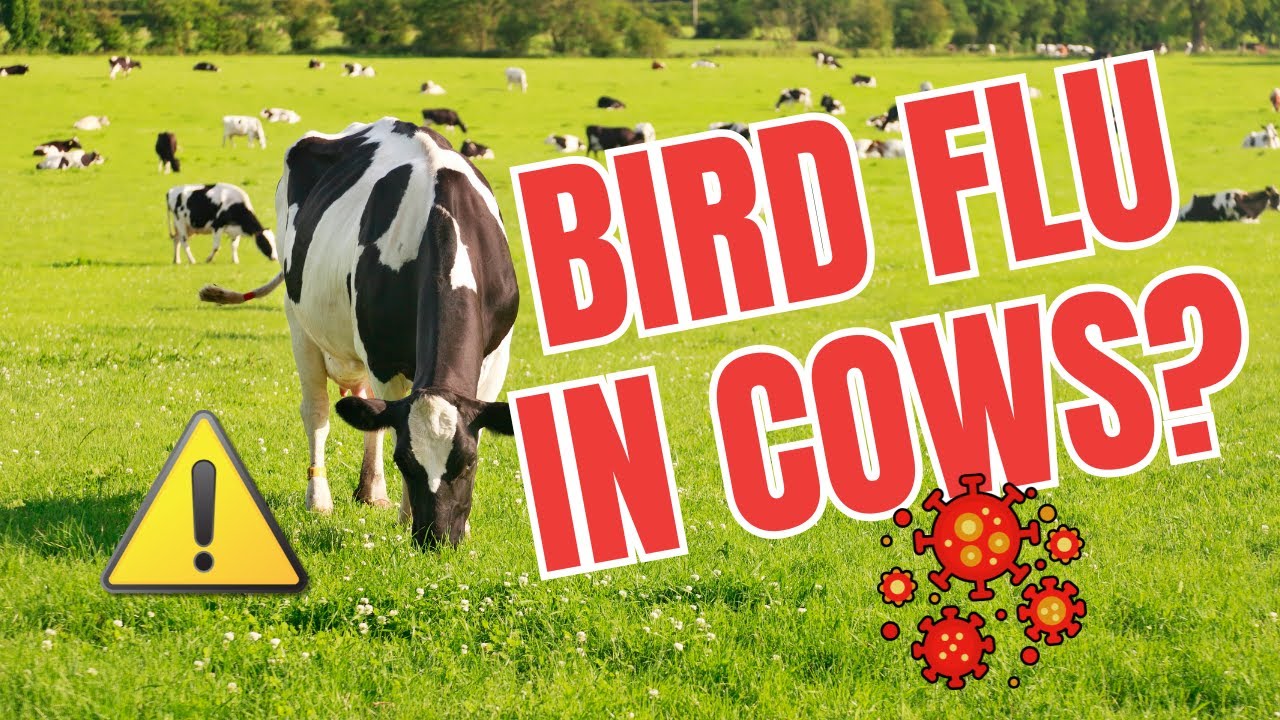 Experts Sound Alarm Over New Bird Flu Variant in Nevada Dairy Cows ...