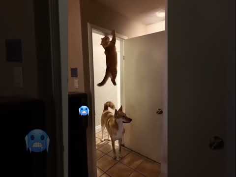 اهرب على فين