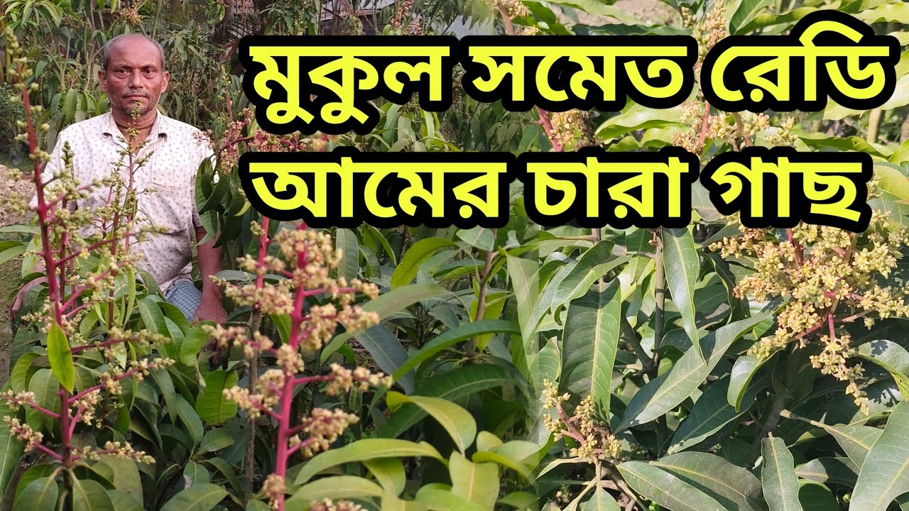 মুকুল সমেত আমের রেডি চারা গাছ।। এই বছরই কয়েক কেজি আম পাবেন।। Ma Annapurna Nursery - 9832745052।।