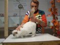 National Birman Fanciers Cat show Oct. 20 2013 Jan Rogers judging Lilac Point kitten