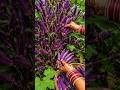 Plant Once, Harvest Forever! 🌱🥒 #shorts #organic #farming