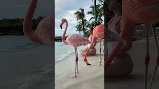 THIS IS ARUBA ♡