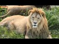 Туристы-приколисты. Львы. Тайган. Lions life in Taigan.