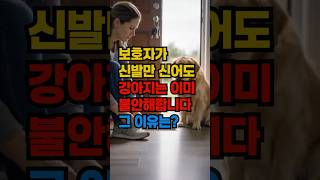 강아지는 왜 ‘보호자가 나가기 전 행동’만 보고도 불안해질까?