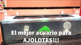 Cómo montar un acuario para ajolotes de lujo!!!