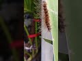 Hairy Caterpillar in the Philippines (Moth Caterpillar) #caterpillar #hairycaterpillar