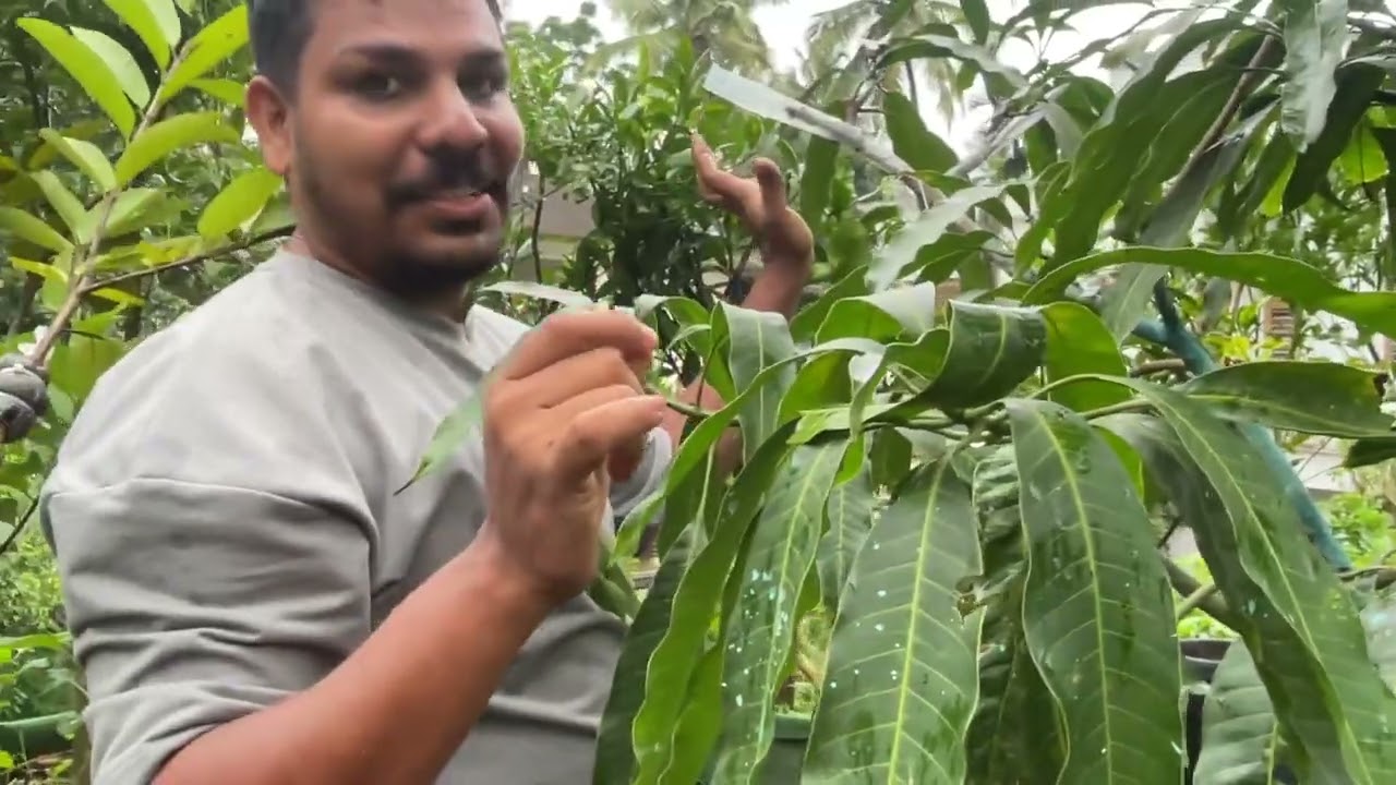 എന്റെ മാവുകൾ..