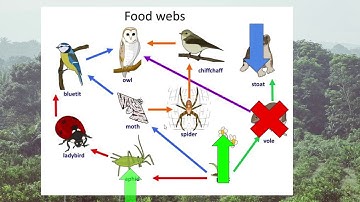 DESTRUCTION OF THE ECOSYSTEM - Google Slides