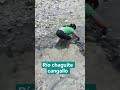 Río chaguite cangallo
