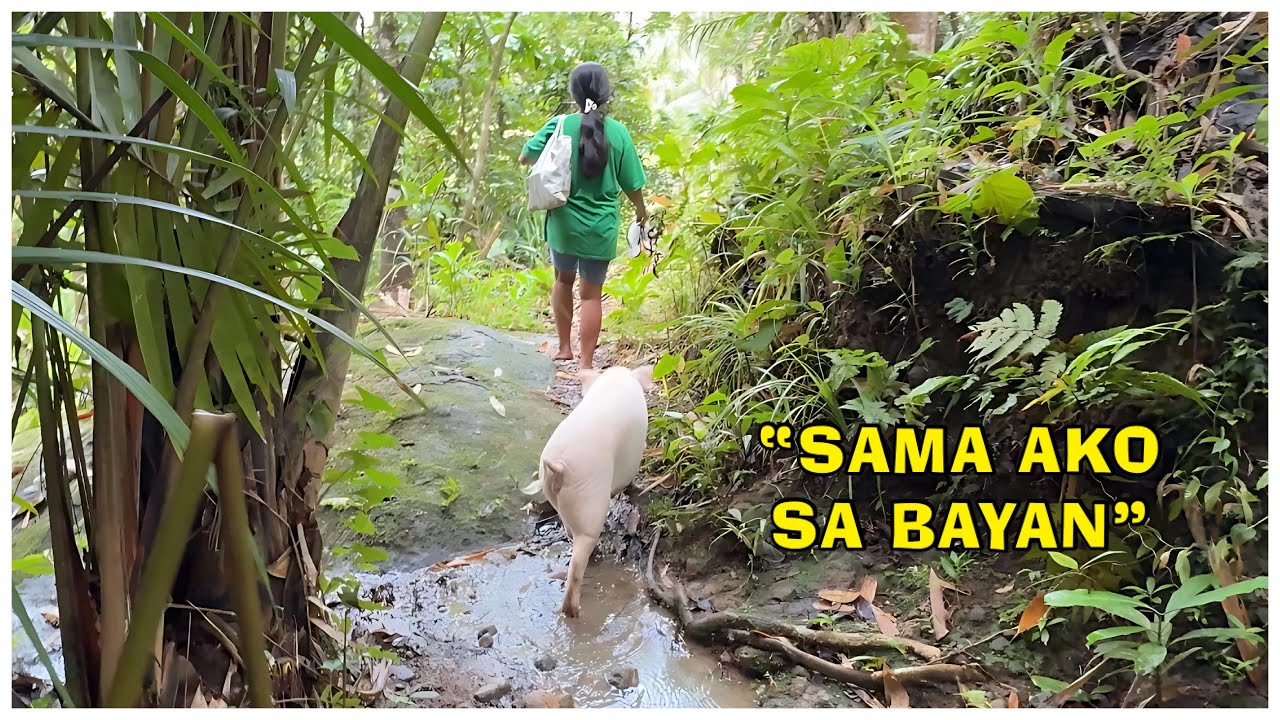 Baboy na Parang Tao?