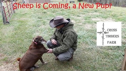 Voorbereidingen voor de schapen, weilanden vrijmaken