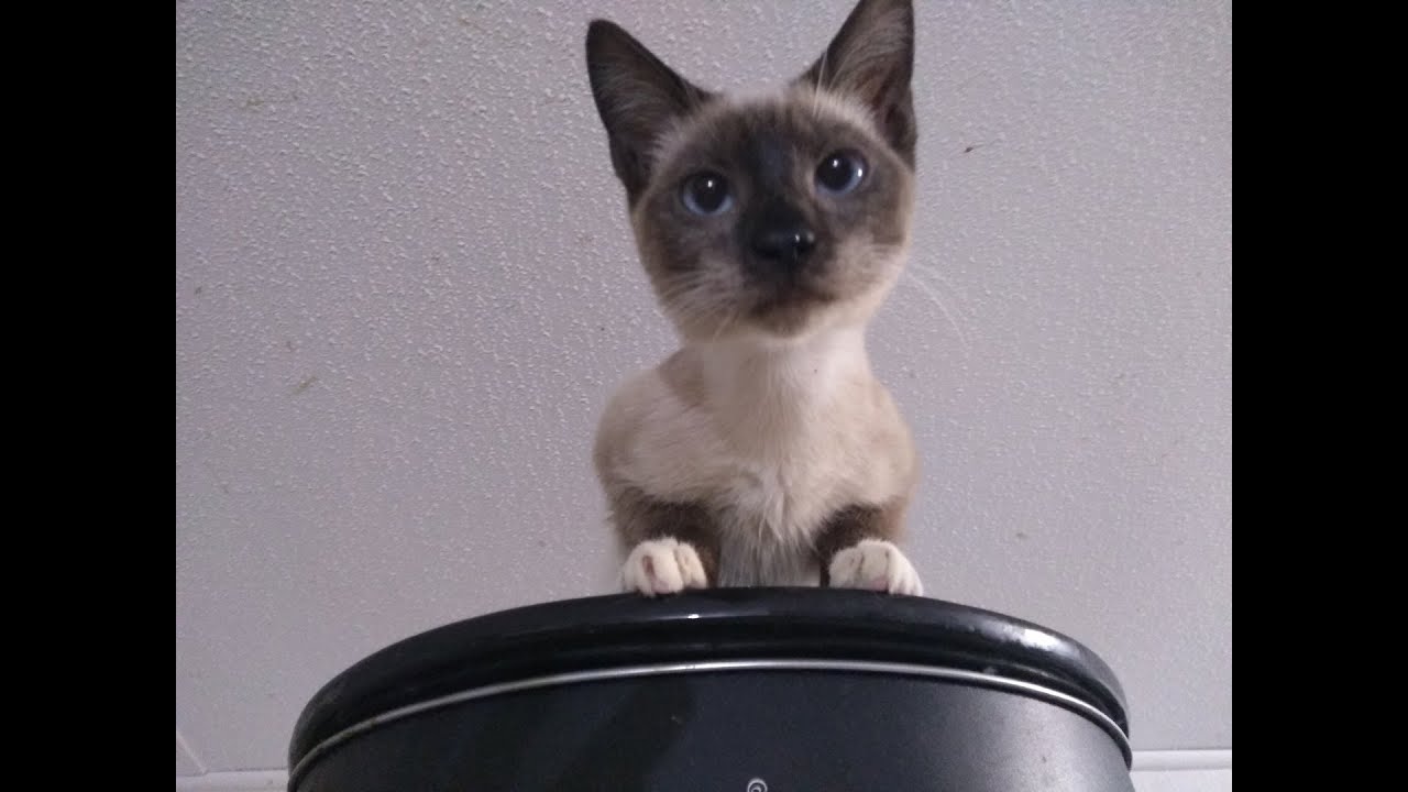 Jody Blue eyes kitten performing in dance mode with two meOWS to the