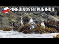 FUI A VER PINGUINOS EN PUÑIHUIL 🇨🇱 (CHILOÉ, Sur de Chile)