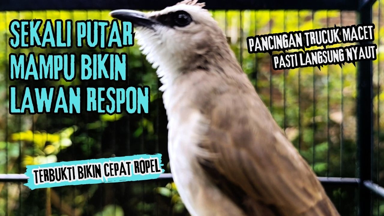 Trucukan Gacor ROPEL PANJANG Saat Subuh COCOK untuk Pancingan Trucuk BAHAN dan MASTERAN TRUCUK Paud