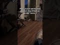POV: Your bf used to catch stray cat so you said "prove it" #comedy #funny #shorts #hilarious #laugh