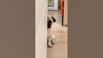 The reason why we call her “Nosy Mosy” 👀😂 #pug #dog #funny