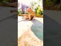 Cat 😎 Swag #cats #catvideos #tabbycat #catlove #catlife #catshorts #shorts #trending #viral #pets