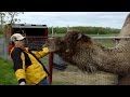 Llamas, Alpacas, and Camels Are Awesome: Compilation