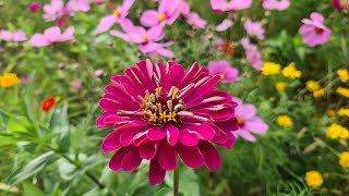 Zinya (Zinnia Elegans - Kirli Hanım Çiçeği) İsim Zengini Çiçek