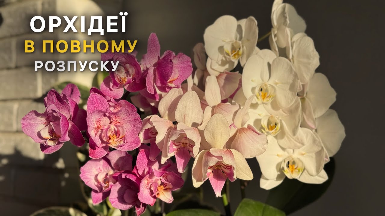 Я НЕ ЧЕКАЛА таких розпусків🫣🌸#orchid #орхидея #обзорорхидей#орхідеї #цветущиеорхидеи #flowers
