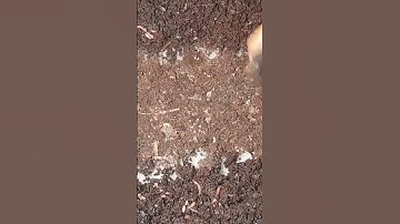 Fast Food in a Worm Bin #vermicompost #wormbin #worms #compostbin #redwigglers #wormfarming