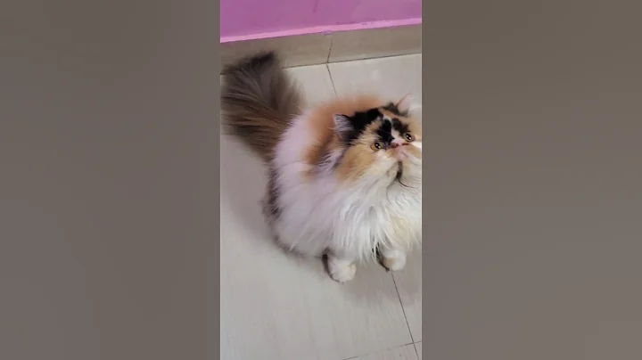 Watch the video about Persian Calico😍😍 #kittypalace786 #catbaby #support #catbreed #cutecat