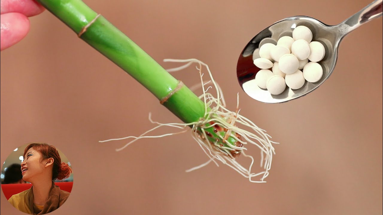 水培扦插快速生根16个技巧，水培扦插一招搞定，扦插成活秘密，再也没有难扦插的植物