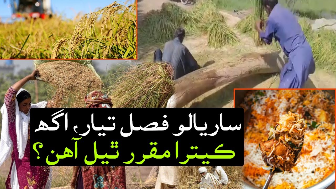 Rice crop ready in Sindh – what is the price?