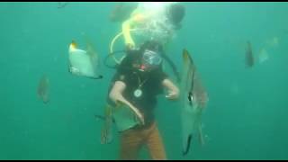 Scuba diving in goa