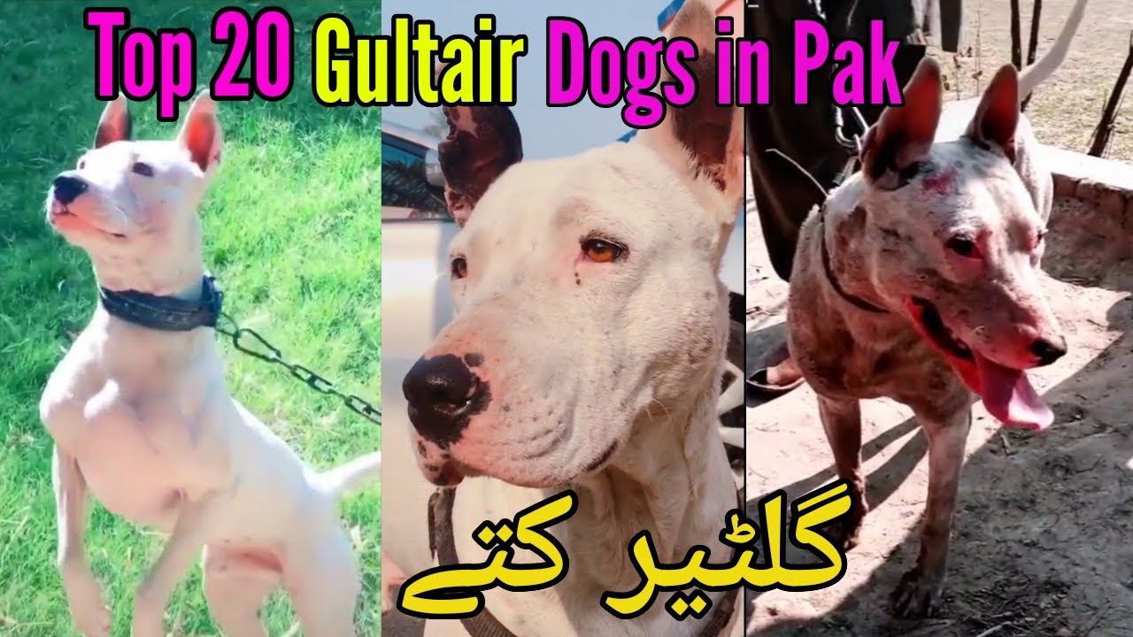 Top 20 Gultair dogs in Pakistan