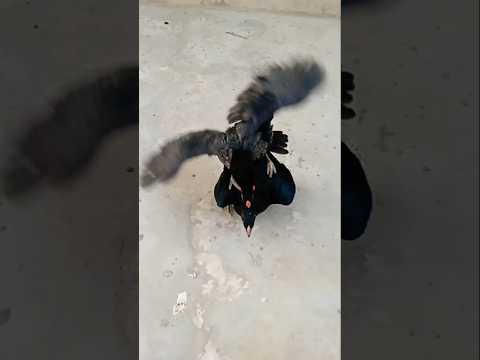 Music Beats Art Instrumental Track Aseelmurga Aseelhen Birds Bird Aseelhenslover 