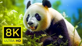 8K LEGENDARY ANIMALS - TOP  BEAUTIFUL ANIMALS - 8K (60FPS) ULTRA HD