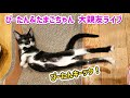 🔴【にこりら】ぴーたん&たまご&乳飲み子ライブ🍼