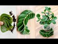 Propagating plants from leaves, the secret to get unexpected results