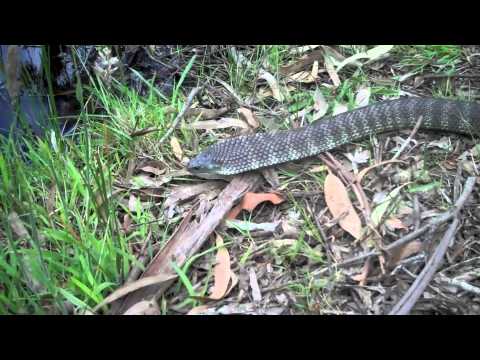 video phone beyonce mp3 All About the Snakes (No Gerbils!)