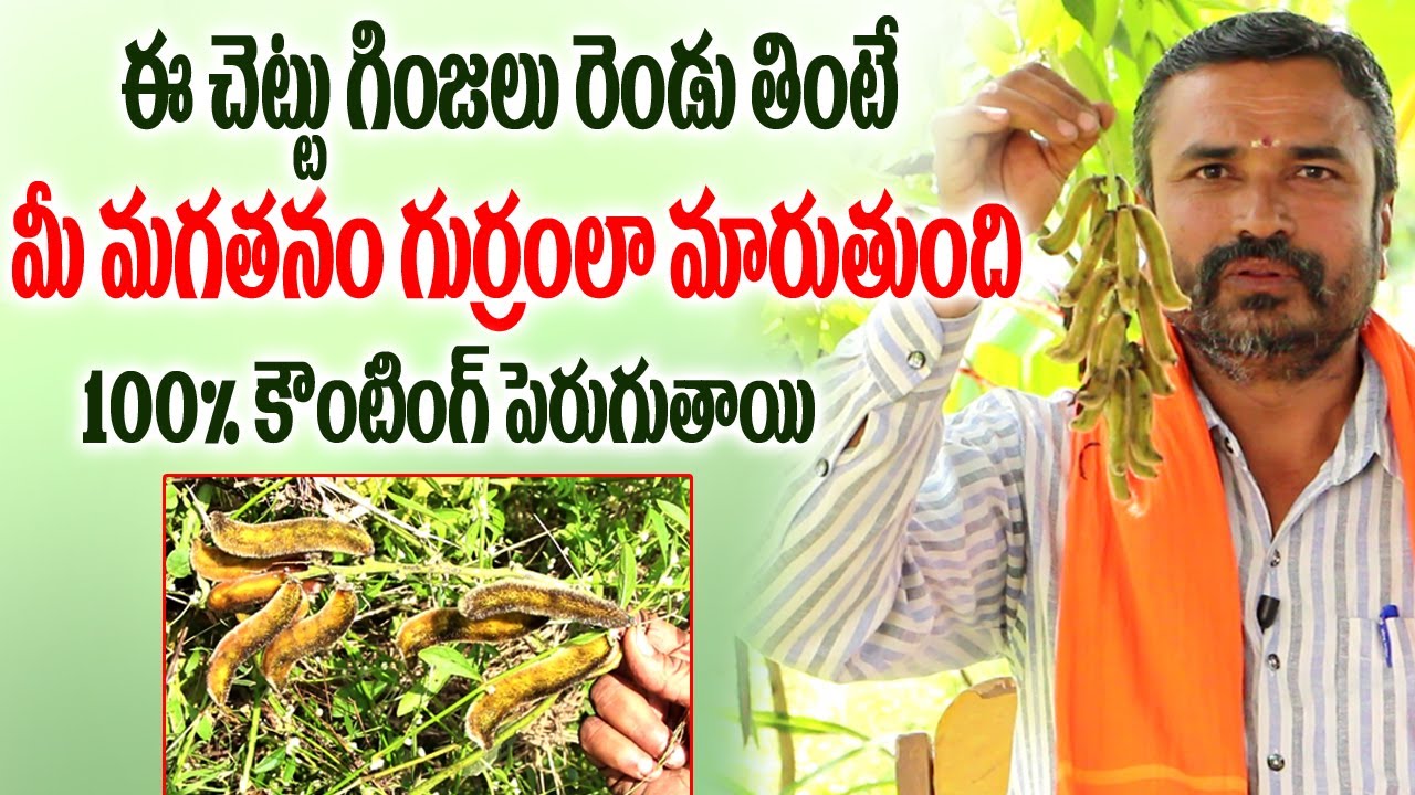 ఈ చెట్టు గింజలు రెండు తింటే(ప్రతి అబ్బాయి తప్పకుండా చూడాల్సిన వీడియో) || Dulagondi ginjalu uses