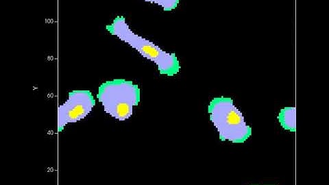Multiple Cells Crawling in 2D - CompuCell3D Simulation