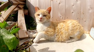 激カワだけど「僕に構わないでくれ！」と素っ気ない態度の茶シロ猫