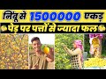 क म भक ट न ब स 15 ल ख प रत एकड Kumbkat Nimbu Ki Kheti Kumbkat Lemon Farming
