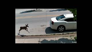 Deer Runs Down Busy Street in Sheboygan Wisconsin