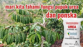 Lets Understand The Function Of Urea And Poska Fertilizers And When To Apply Them To Coffee Plants