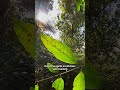 Supplejack/Ripogonum scandens